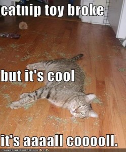 funny-pictures-catnip-toy-broke