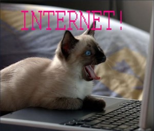 internet cat